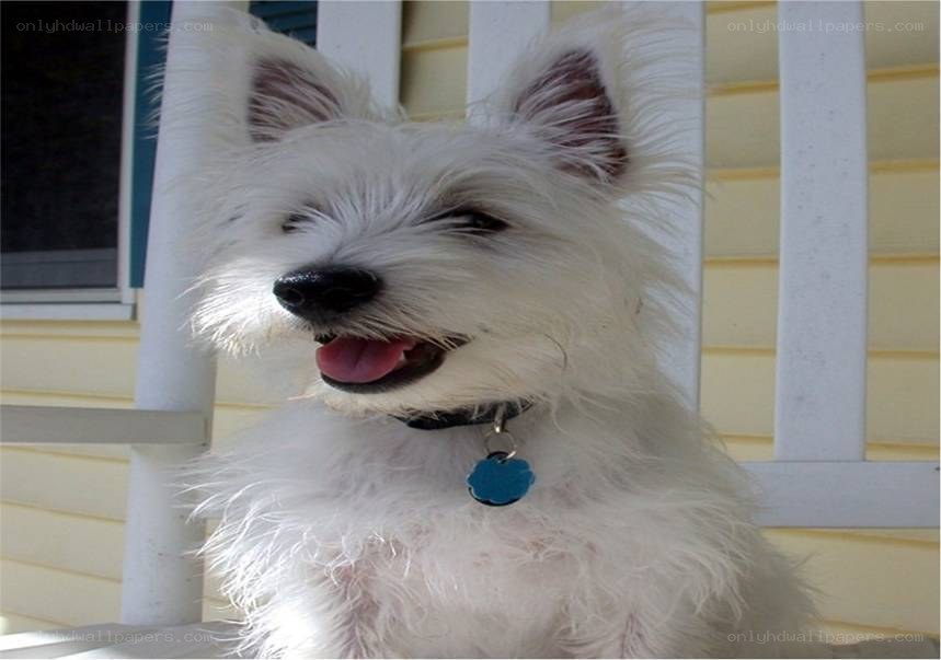 white dog on porch