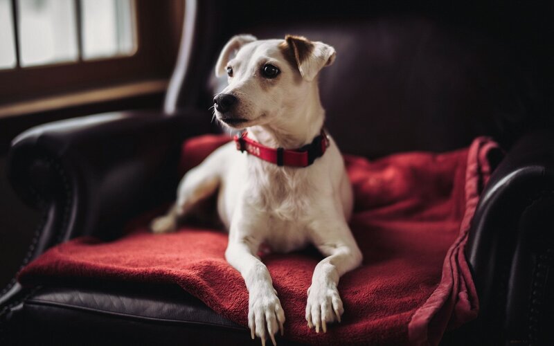 White Dog on Red Blanket