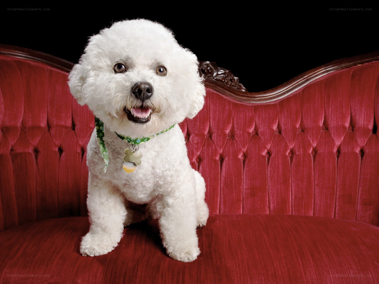 White dog on red couch