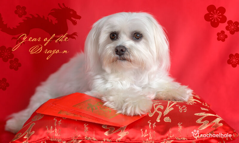 White Dog on Red Pillow