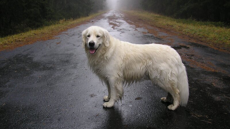 White Dog on Road — Misty
