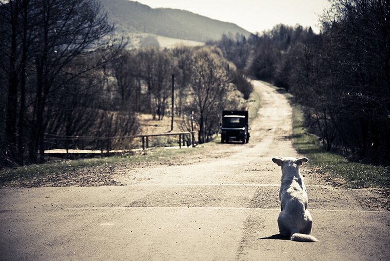 White Dog on Road