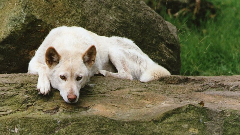 White Dog on Rock — Calm