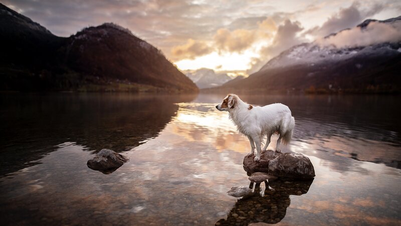 White Dog on Rock — Serene, Sunset