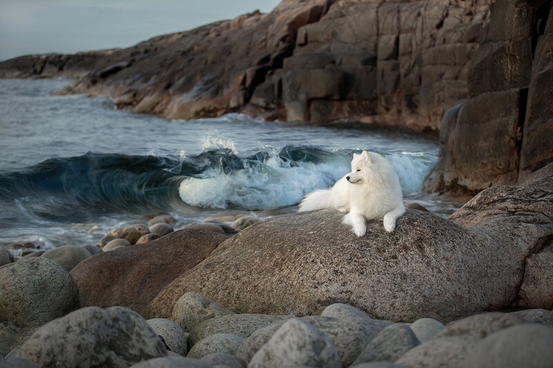 White Dog on Rock — Serene