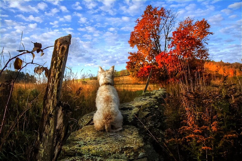 White Dog on Rock