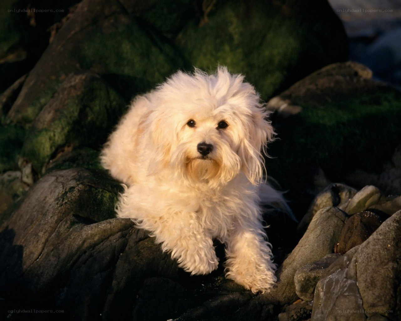 white dog on rocks