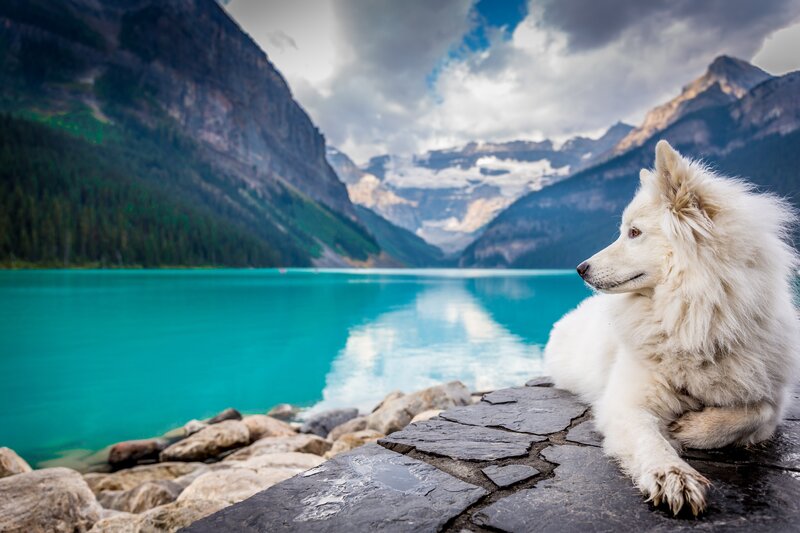 White Dog on Rocks — Blue