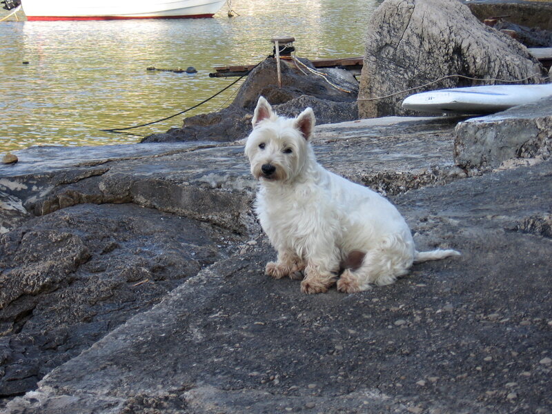 White Dog on Rocks — Calm, Afternoon