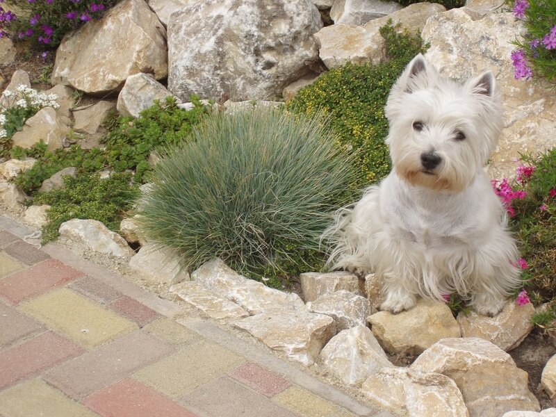 White Dog on Rocks — Calm