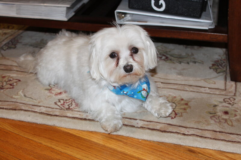 White Dog on Rug — Calm