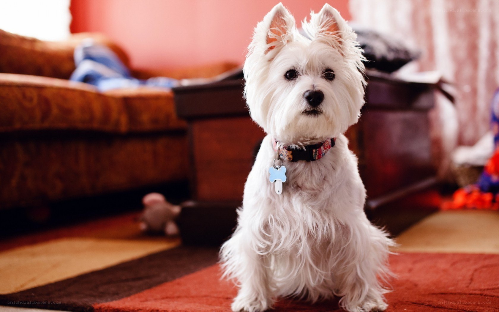 white dog on rug