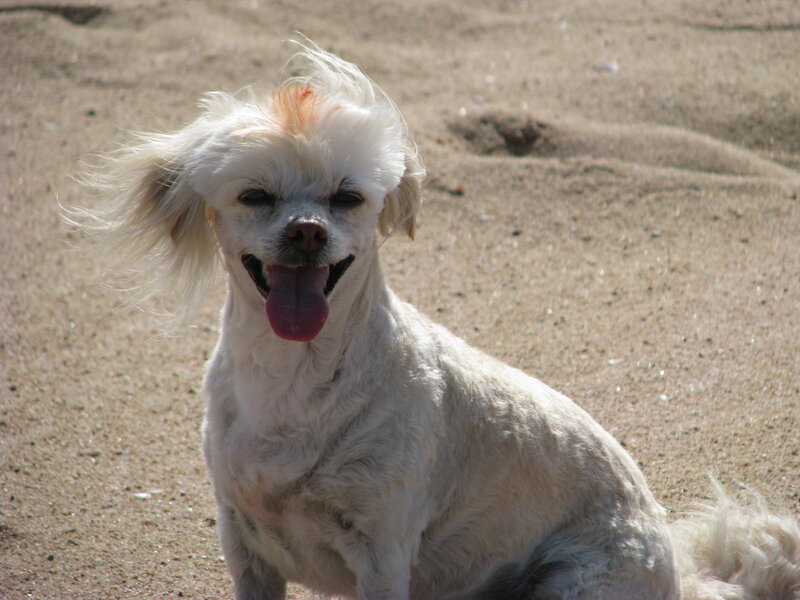 White Dog on Sand