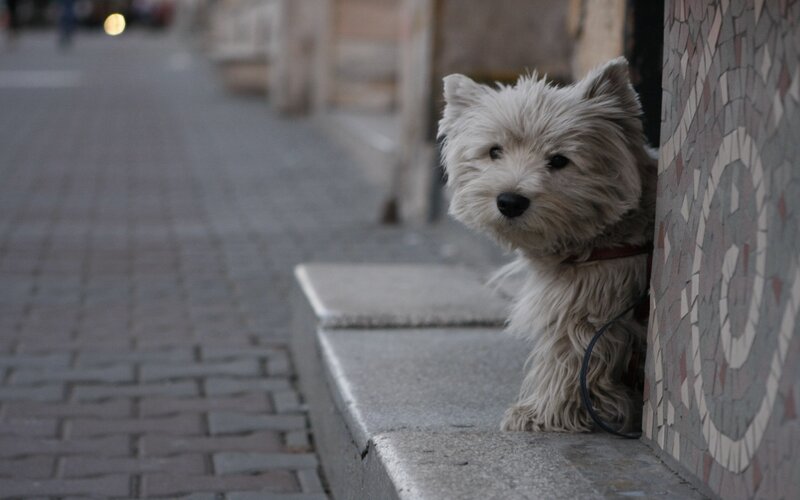 White Dog on Sidewalk