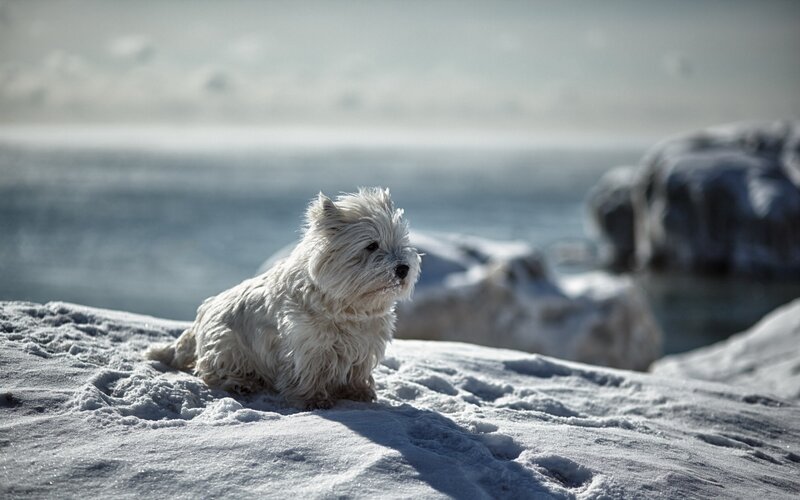 White Dog on Snow