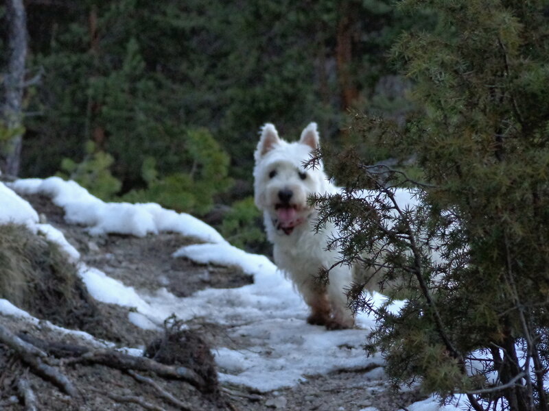 White Dog on Snowy Path