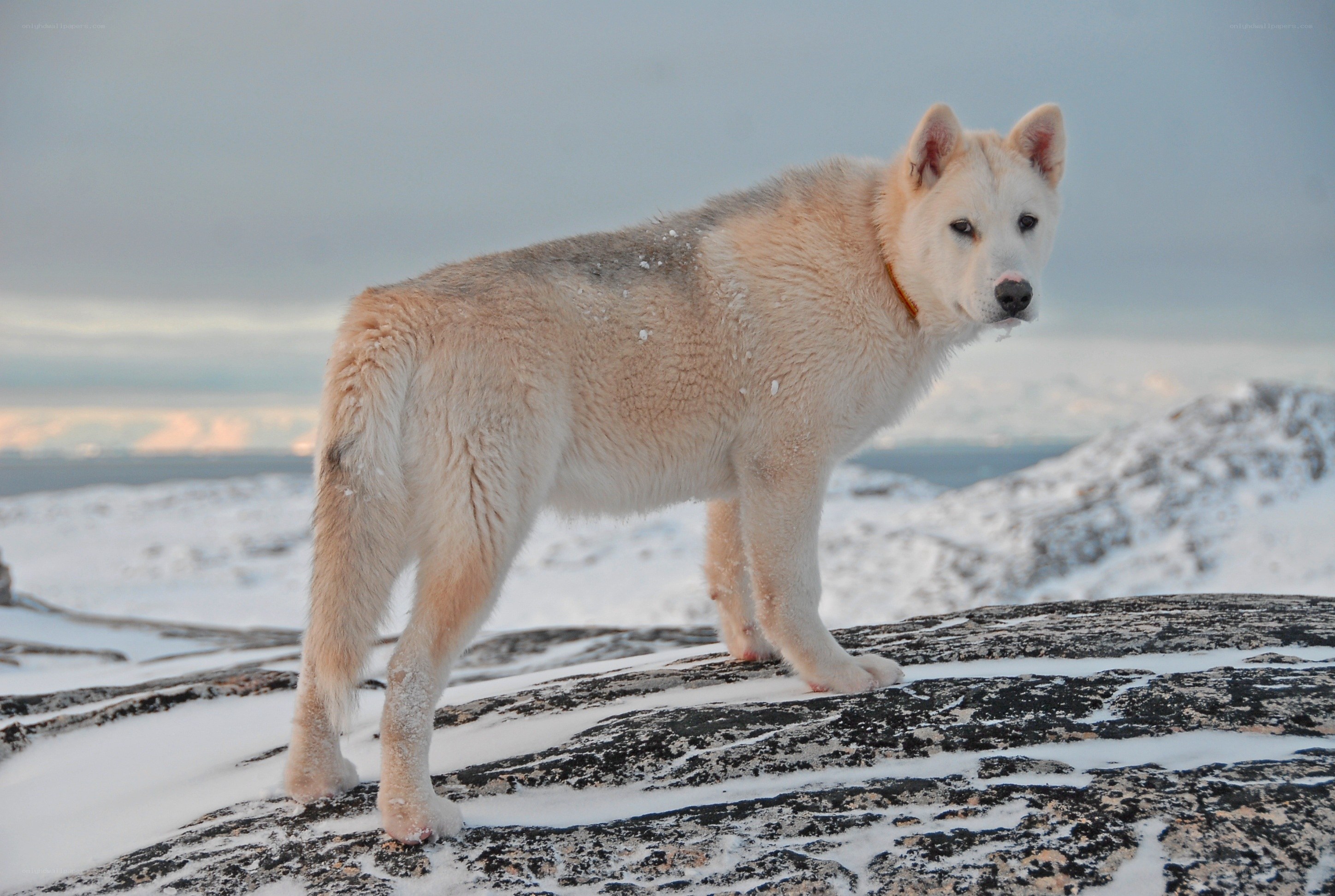 White dog on snowy rock