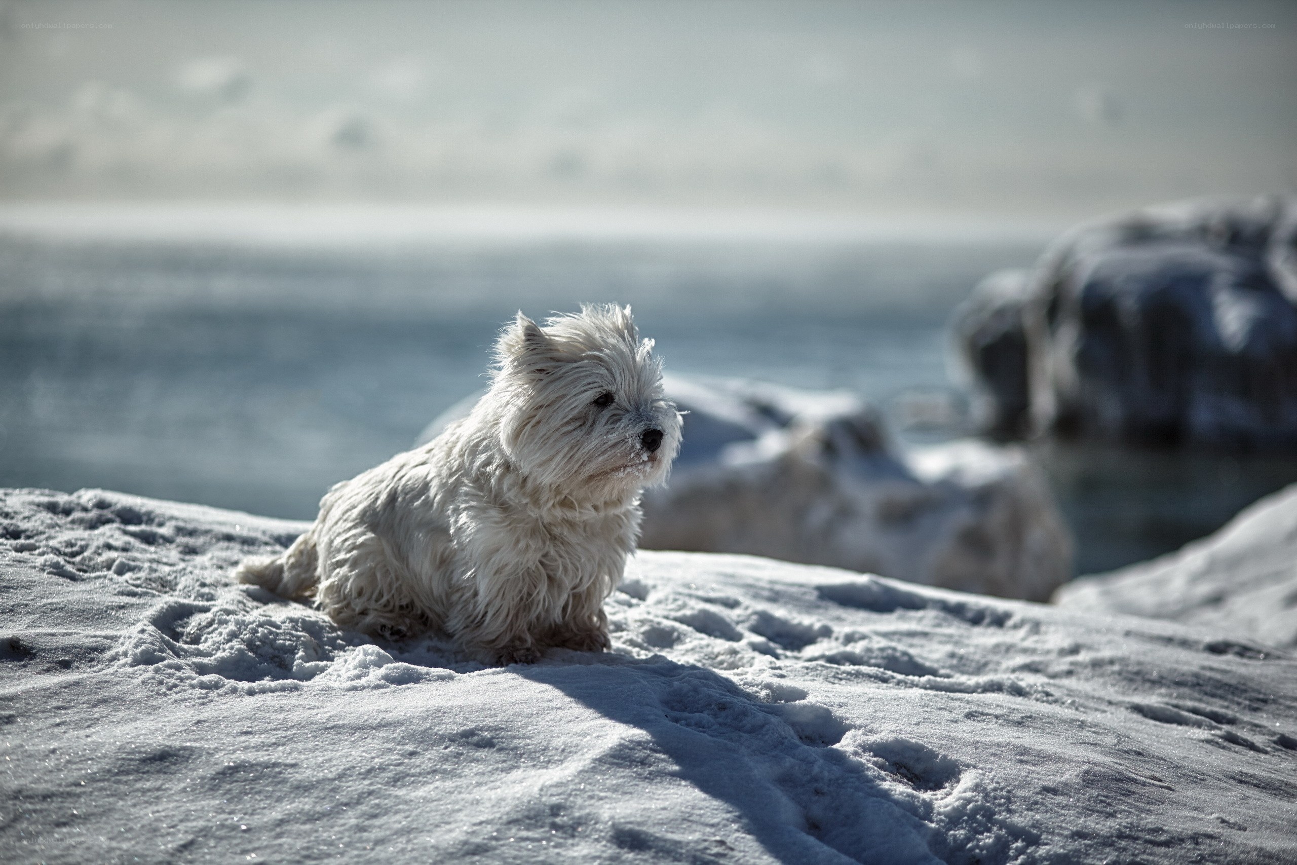 white dog on snowy rocks
