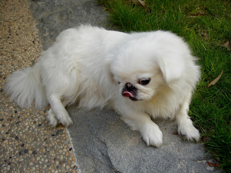 white dog on stone path