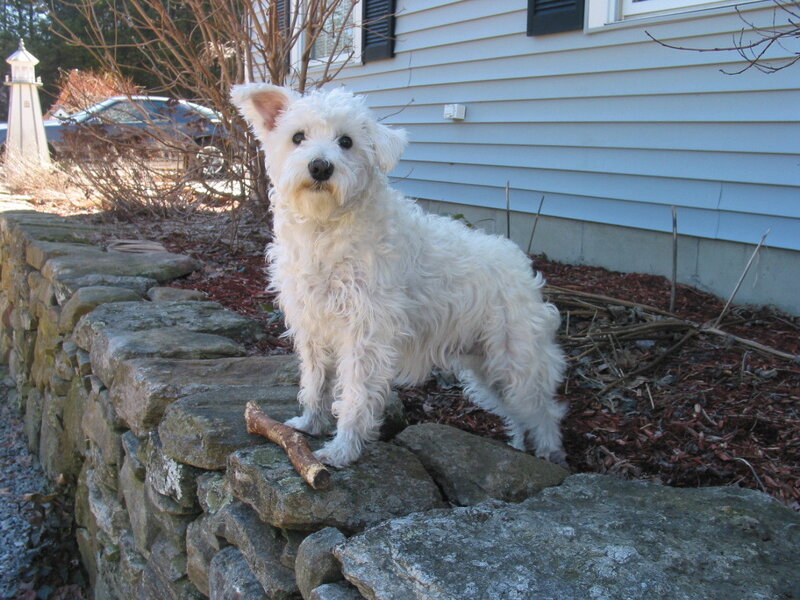 White Dog on Stone Wall