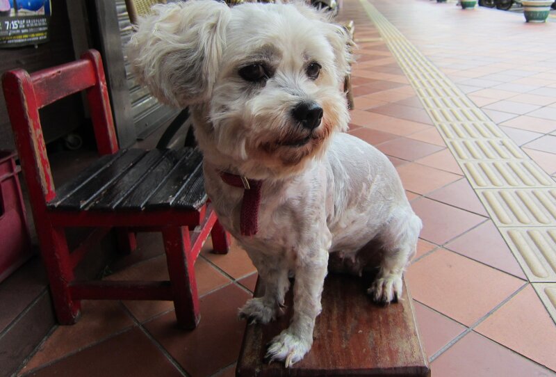 White Dog on Stool