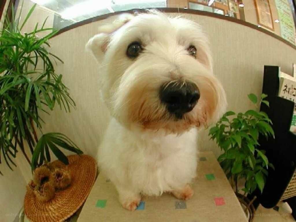 white dog on table