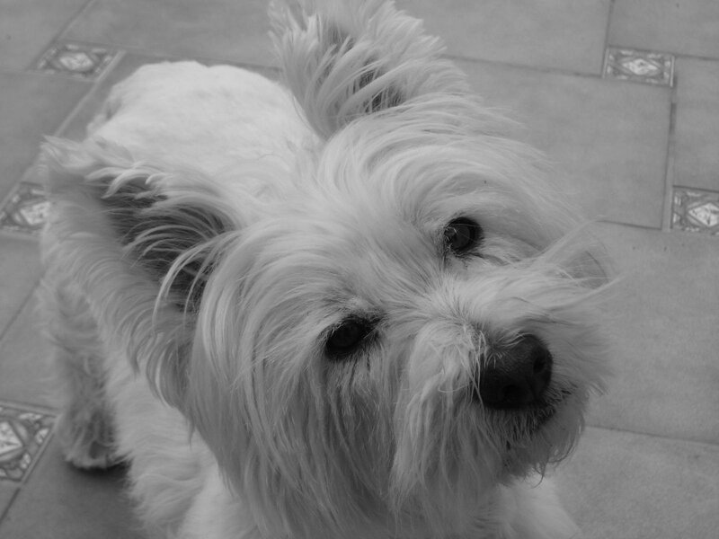 White Dog on Tile Floor