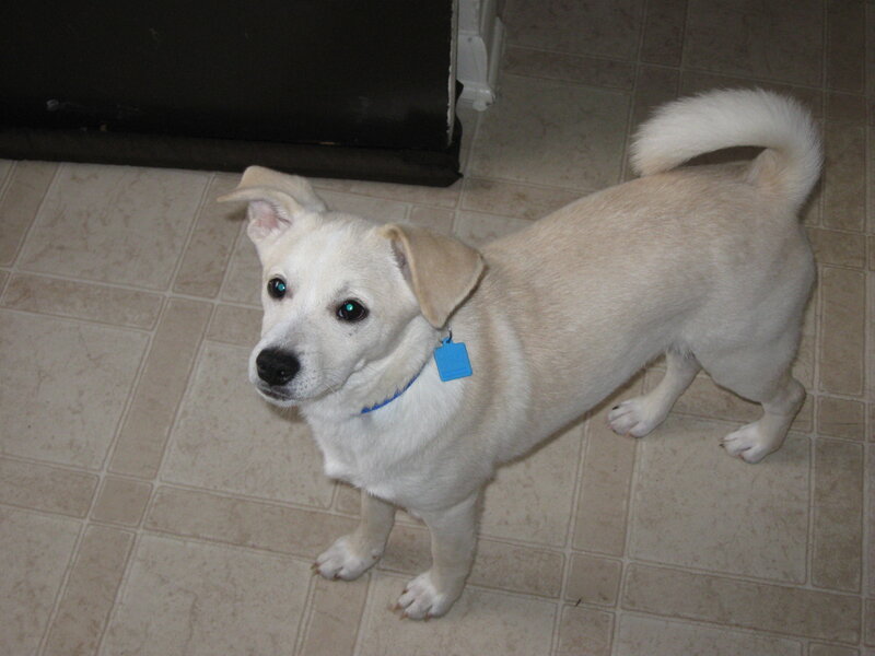white dog on tiled floor