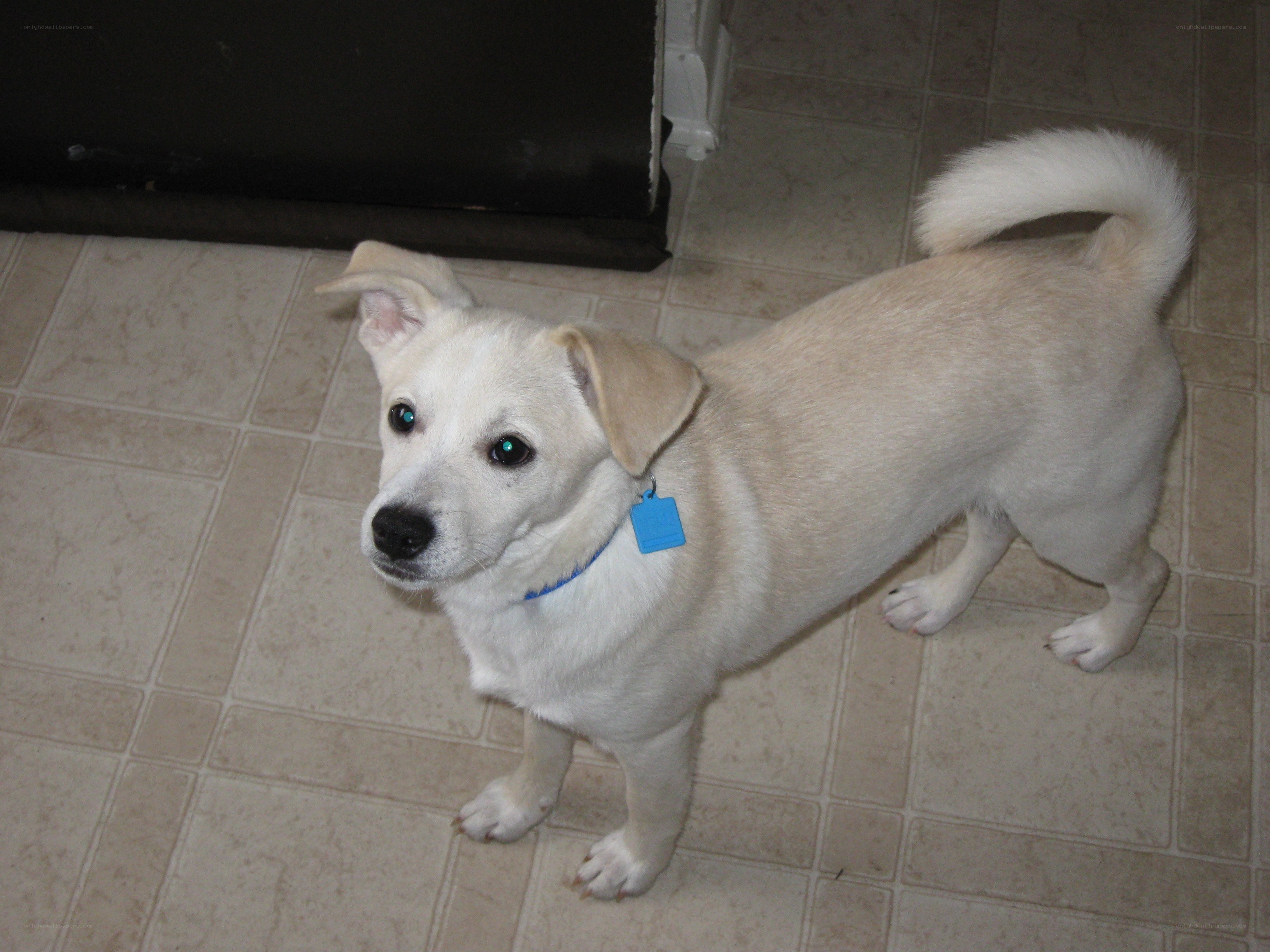 white dog on tiled floor