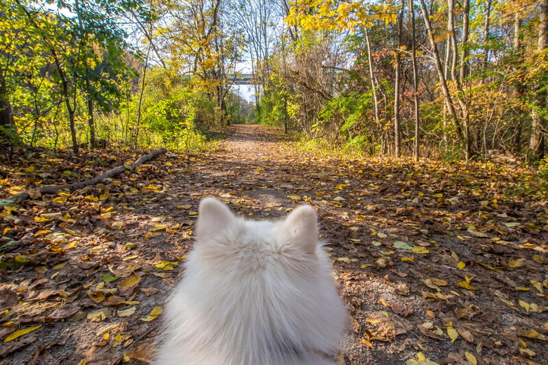 White Dog on Trail