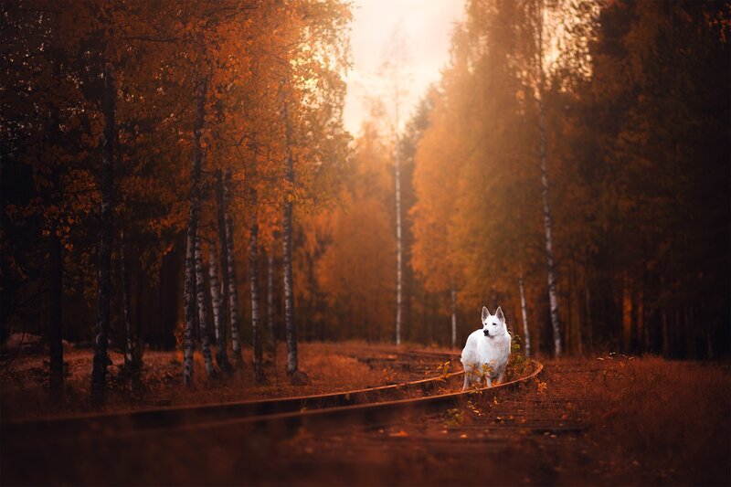 White Dog on Train Tracks