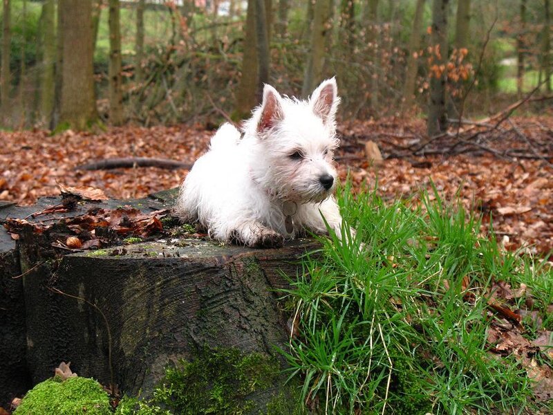 White dog on tree stump
