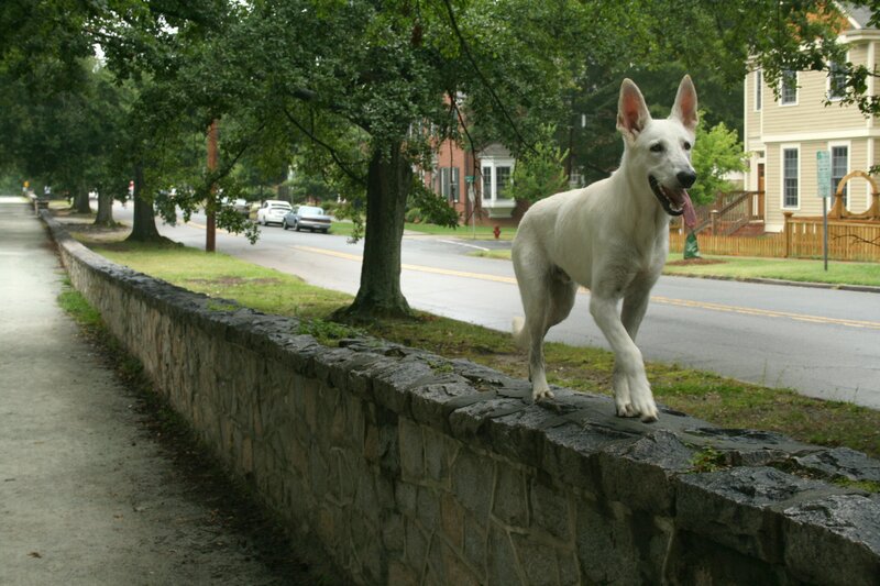 White Dog on Wall — Calm, Afternoon