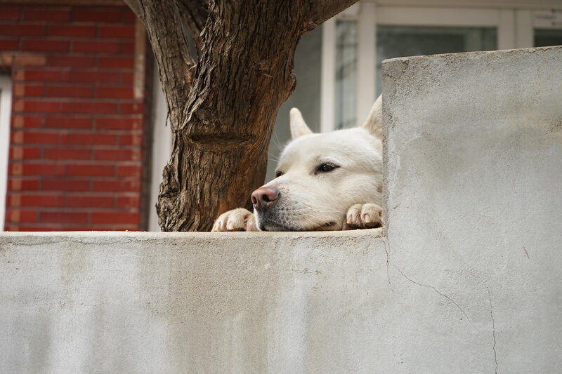 White Dog on Wall — Calm