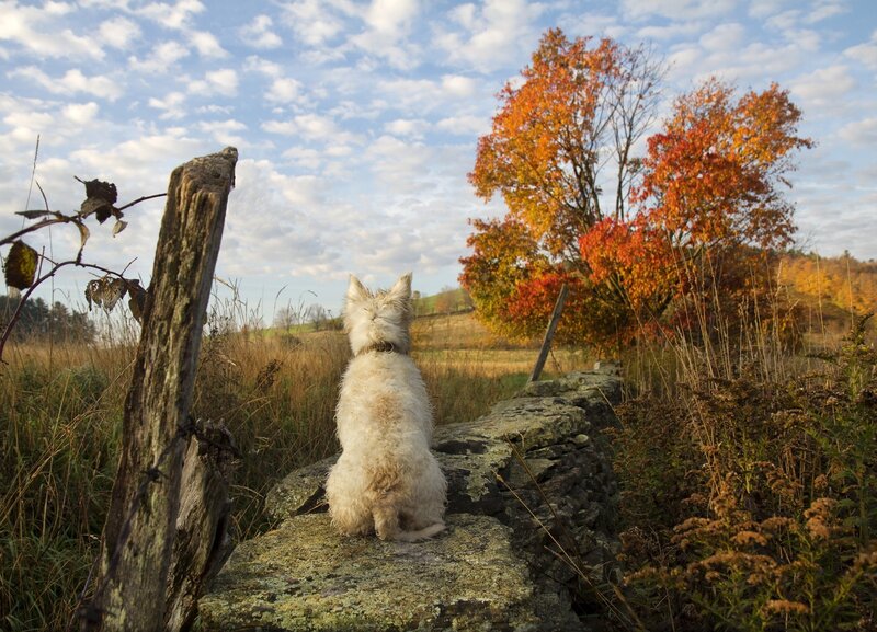 White Dog on Wall