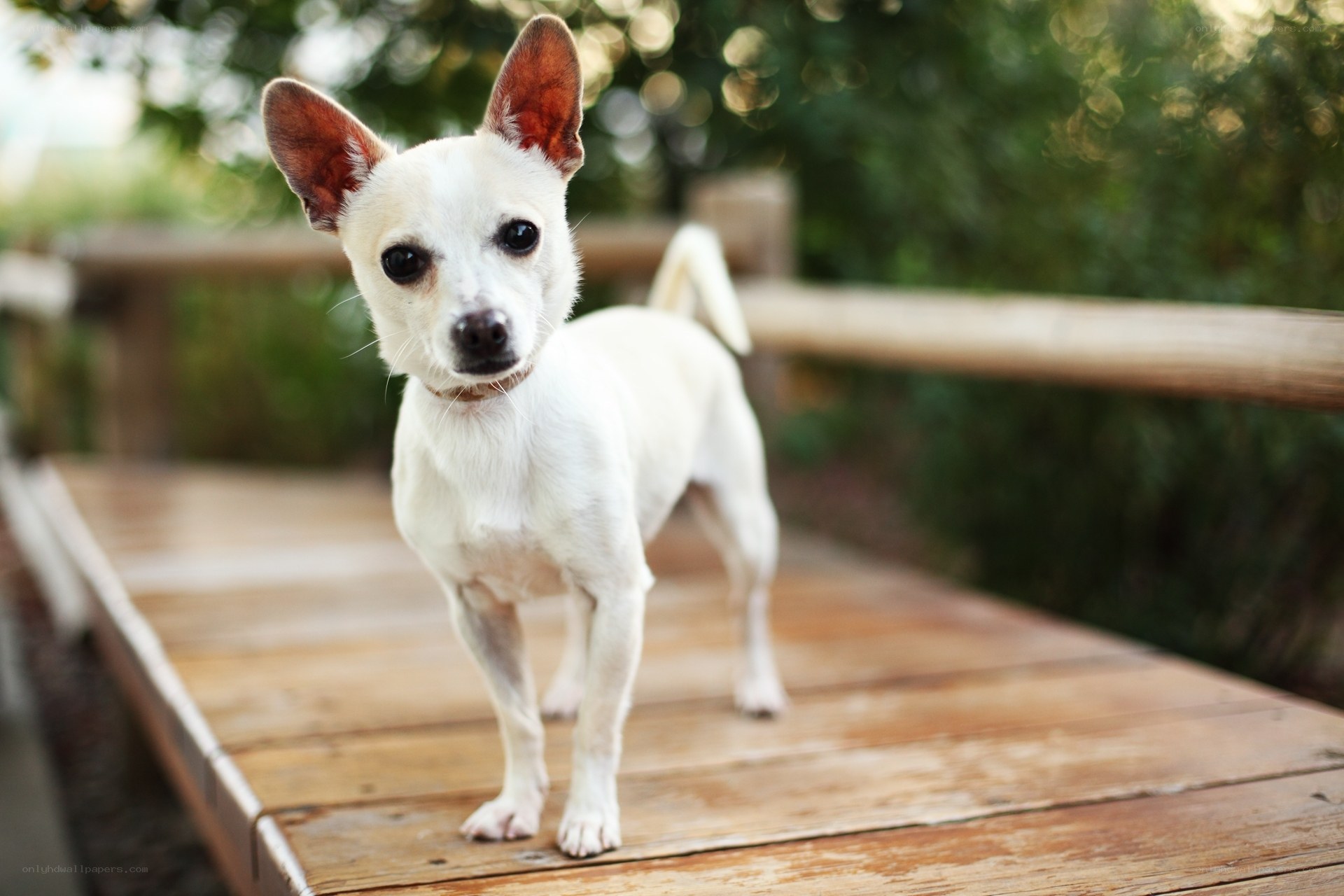 White dog on wooden deck