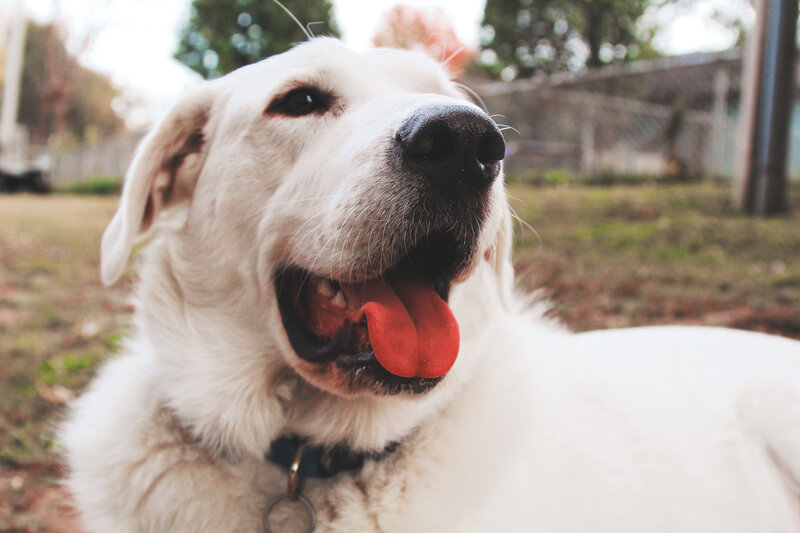 White Dog Panting — Calm