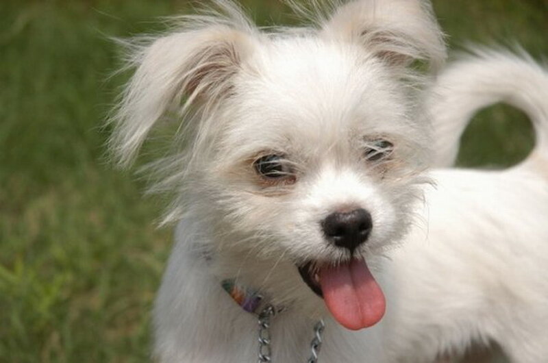 White Dog Panting