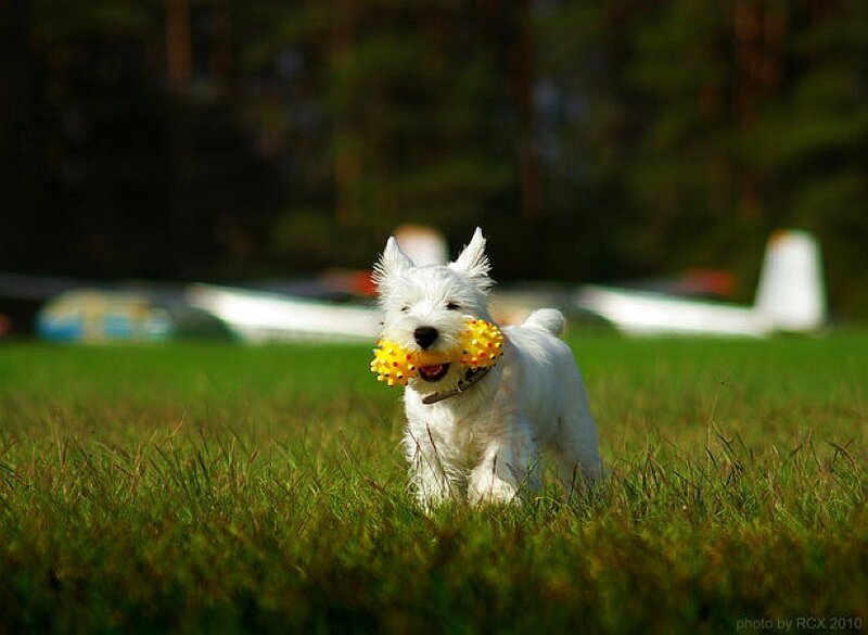 White dog playing with toy