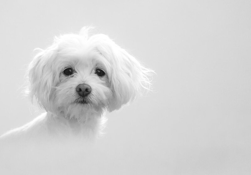 White Dog Portrait — Calm