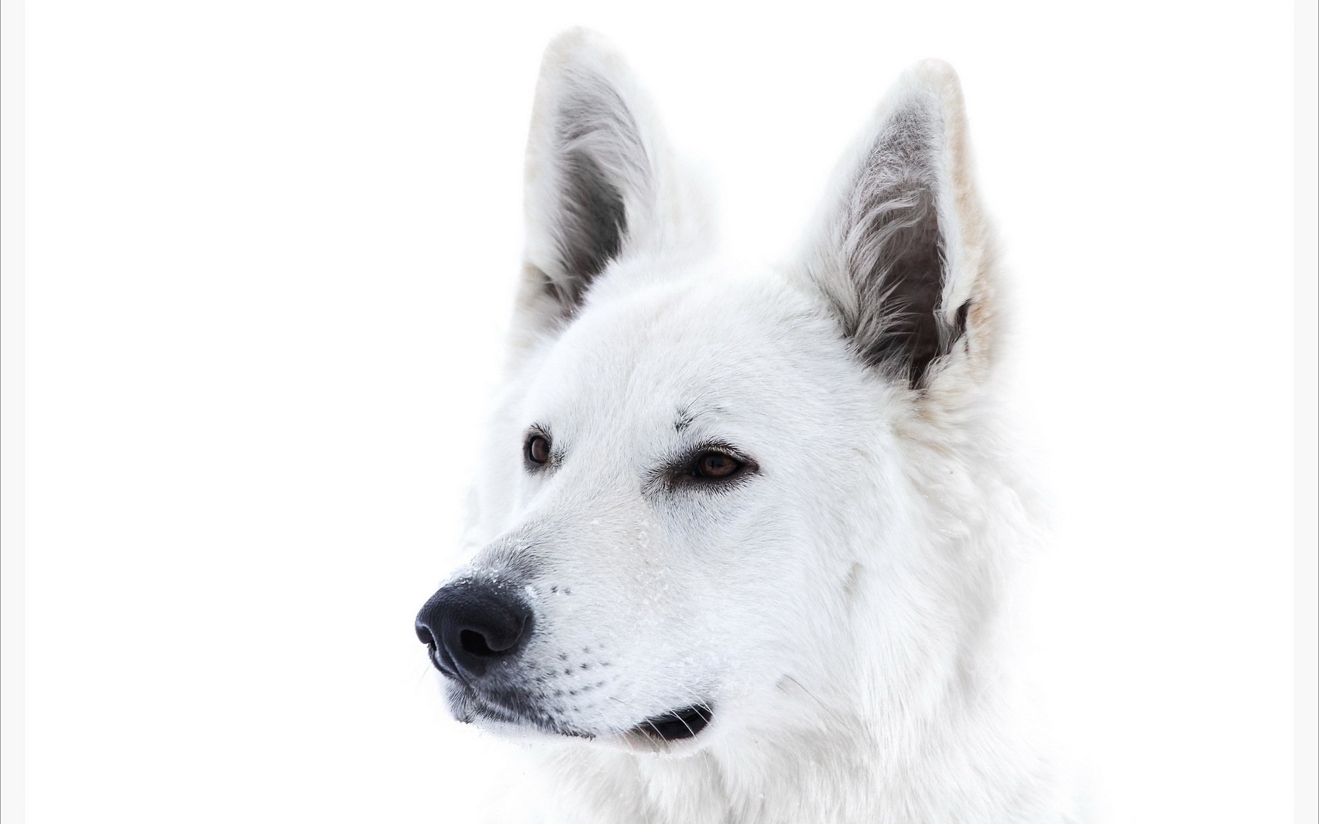 white dog portrait