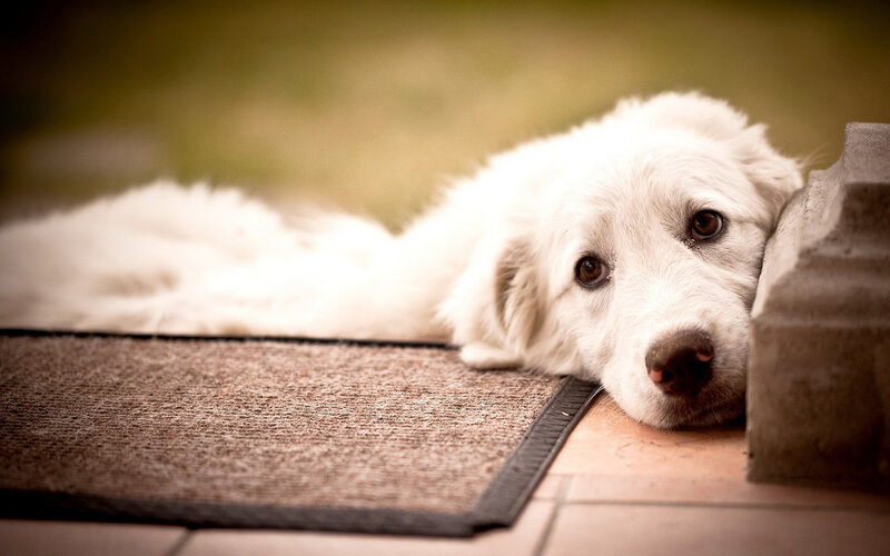 White Dog Resting — Calm, Afternoon