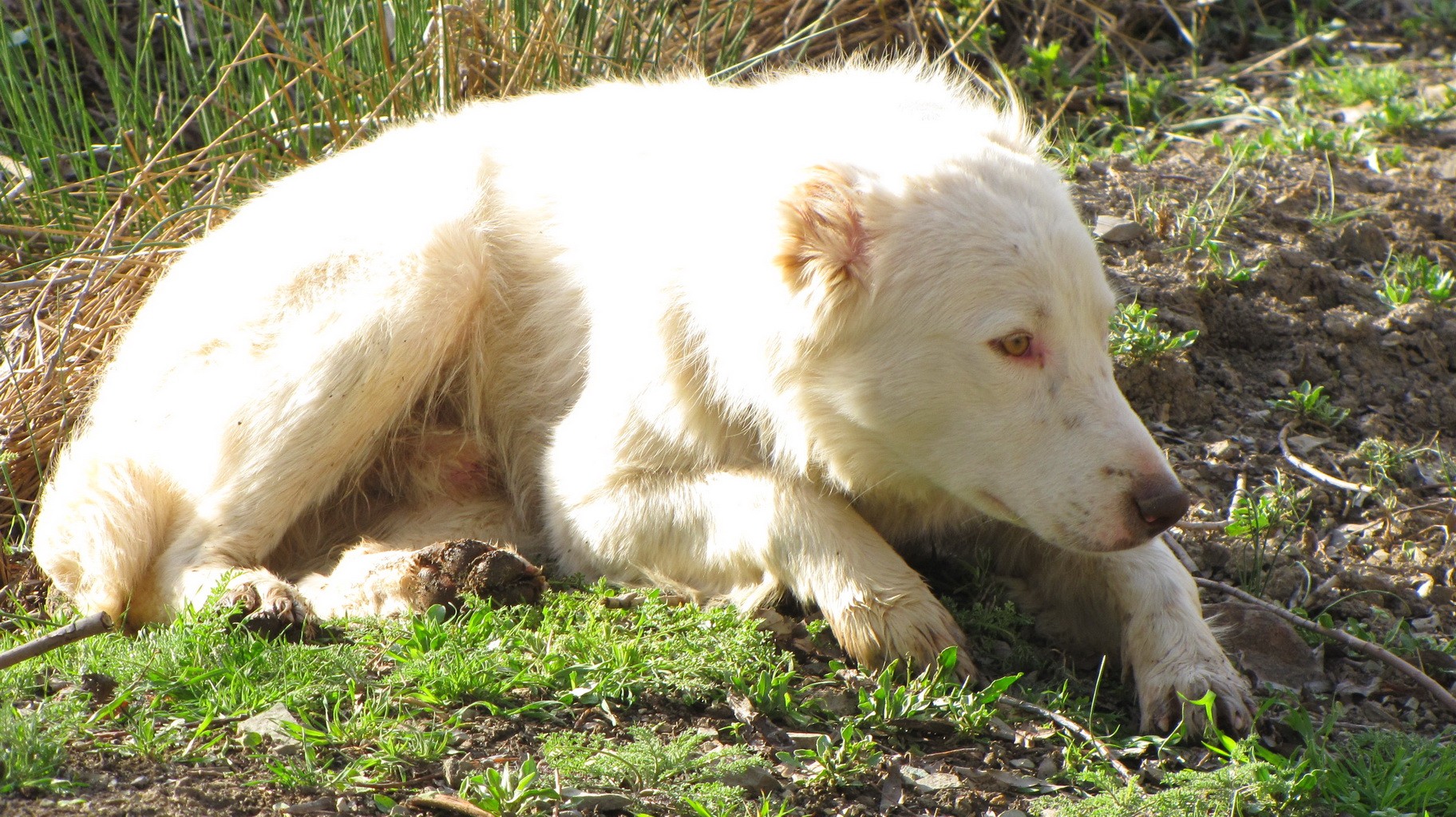 White dog resting in grass