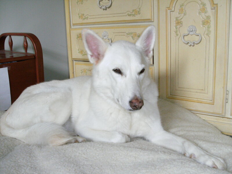 white dog resting on bed