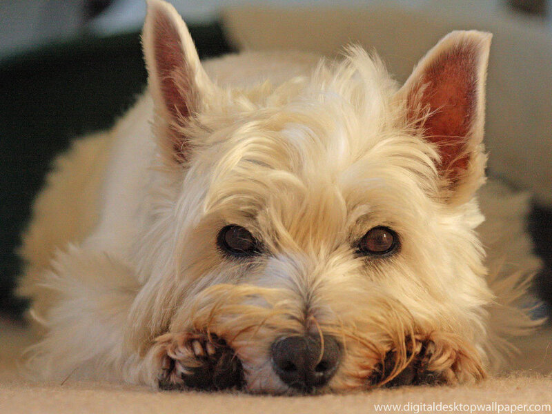 white dog resting on carpet