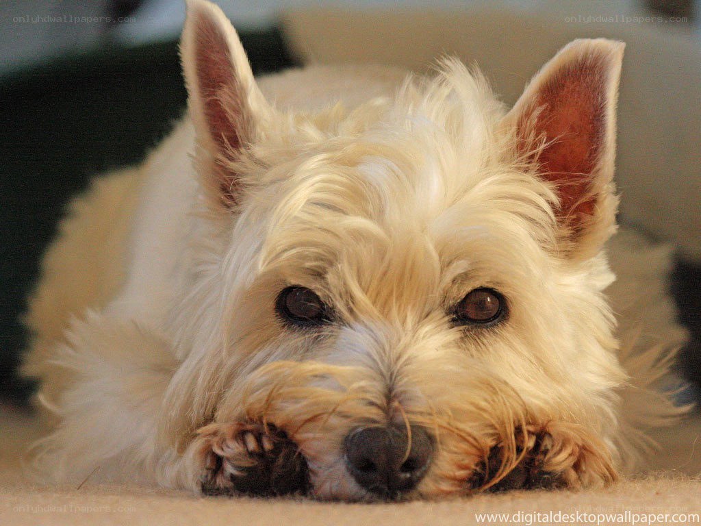 white dog resting on carpet