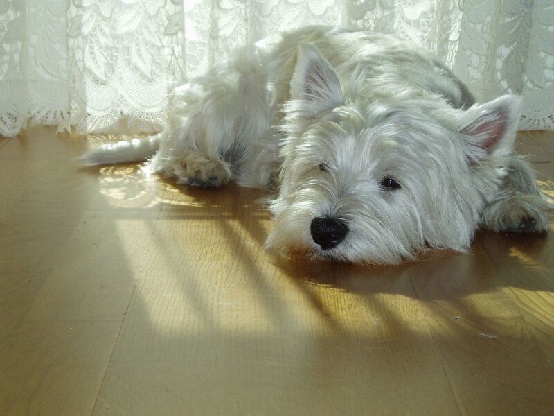 White dog resting on floor