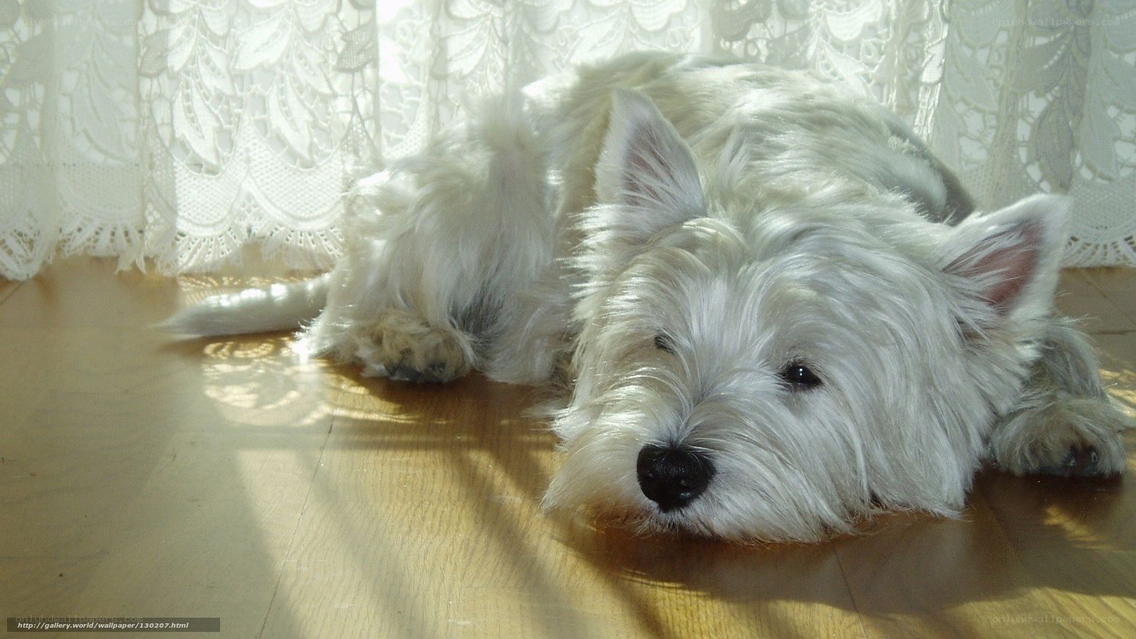 White dog resting on floor
