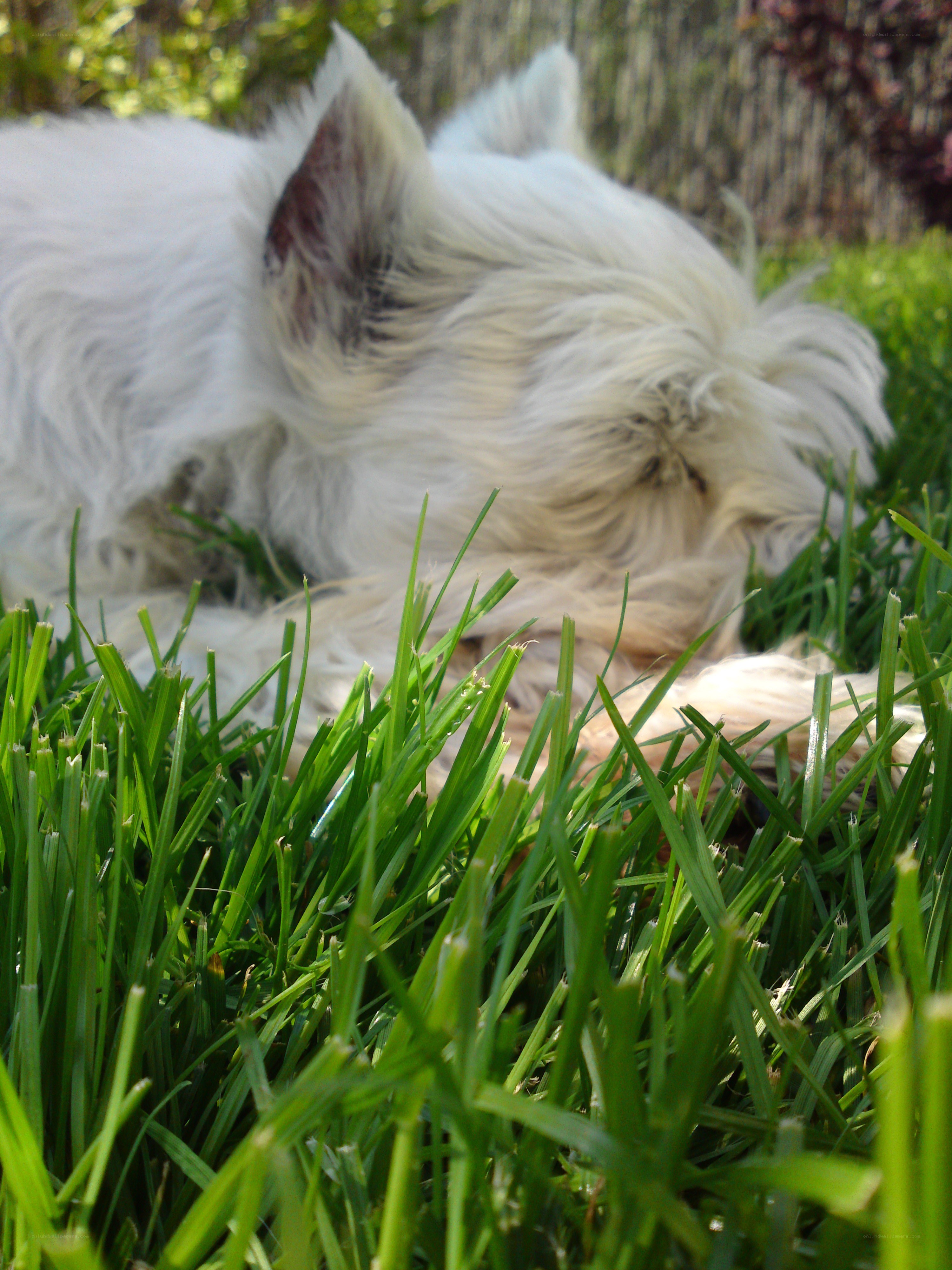 White dog resting on grass