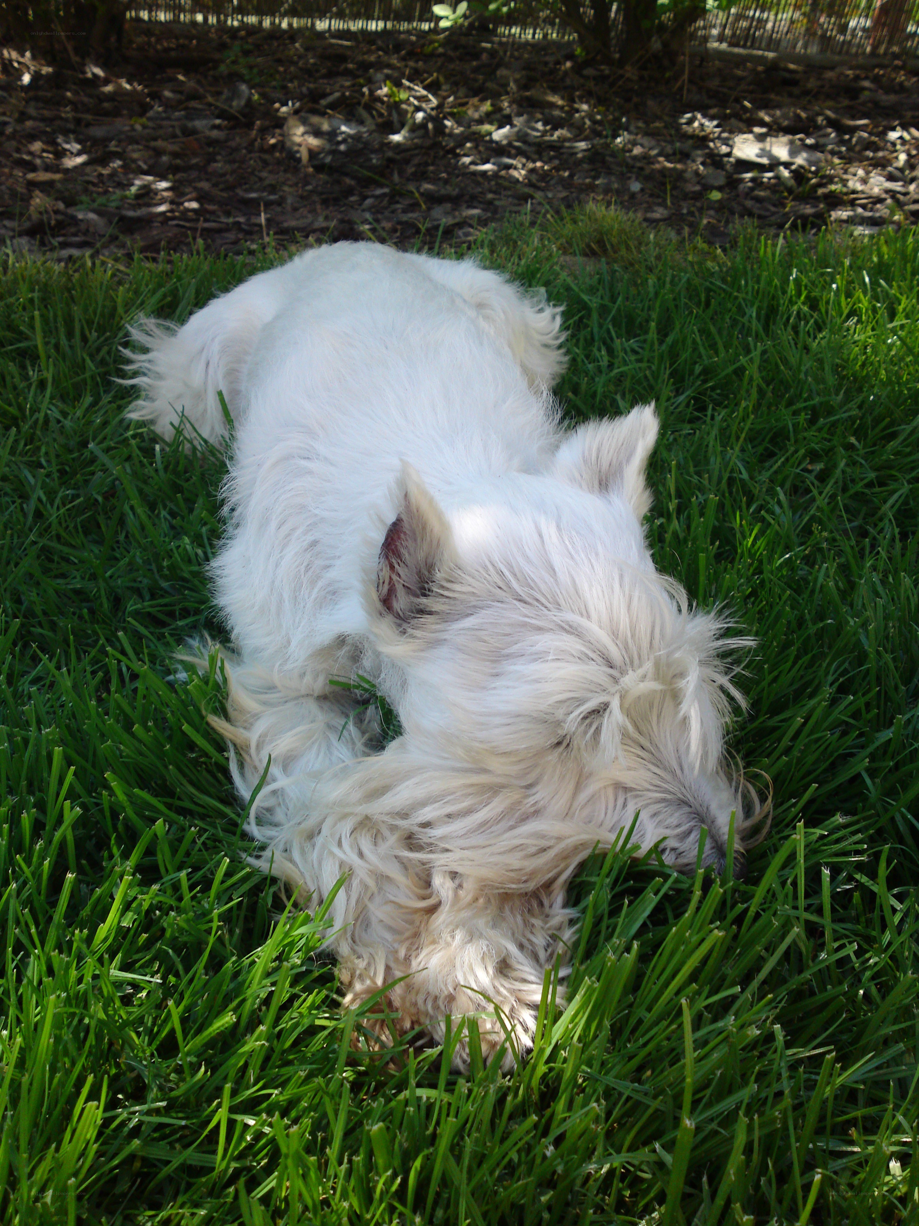 White dog resting on grass